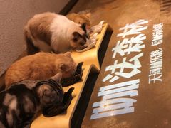 -咖法森林·咖啡  酒吧(天河店)