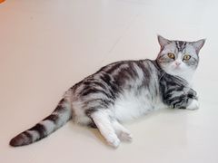 -三花喵·撸猫购宠·宠物生活馆(虹桥南丰城店)