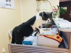 -猫音日语留学培训