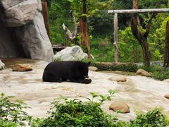 -都江堰中华大熊猫苑