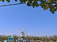 -荷兰花海