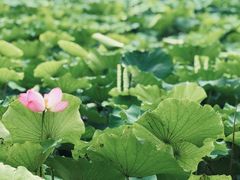 -白鹭湾湿地公园