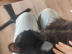 -有猫主题·治愈系猫咖(曾厝垵店)