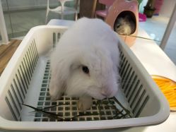 -Moni星球萌宠·小马宝莉·灵蛇·高端高阶全萌宠互动体验俱乐部(红豆国际广场店)
