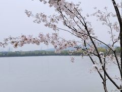 -羊山湖公园