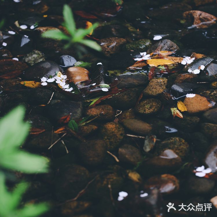 人间绝境‼️清冷至极‼️告诉你一个看樱花沒人的地方🌸