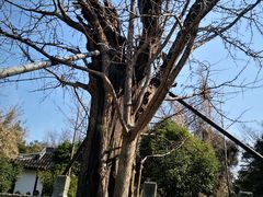 -上海佘山国家森林公园天马山园