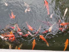 -苏苑饭店-中餐厅(长桥地区店)