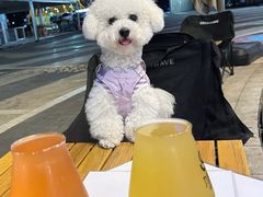 -翊宠yipet猫狗购宠庄园犬舍•猫舍