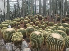 -南山植物园
