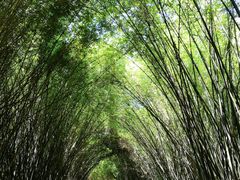 景点-成都大熊猫繁育研究基地