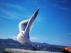 -海埂大坝