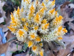 -春花秋色城市公园