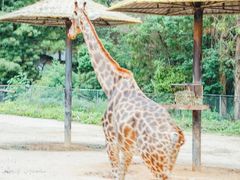 -云南野生动物园