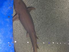 -野山舂·贵州现舂酸汤火锅(鸿通城店)