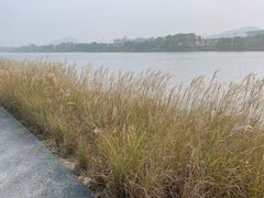 -羊山湖公园