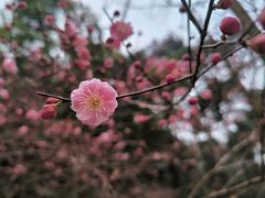 -杭州植物园