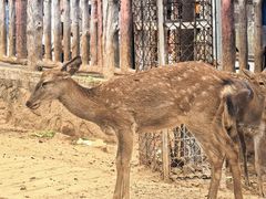 -石家庄市动物园