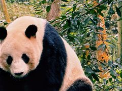 -中国大熊猫保护研究中心雅安碧峰峡基地