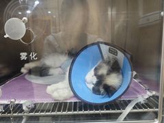 -米苏动物医院·犬猫专科·骨科外科内窥镜