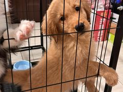 -乖乖宠物医院·猫科·骨科·24小时(云岗分院)