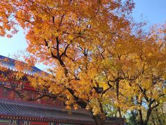 -灵谷景区