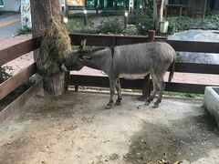 -清迈夜间动物园