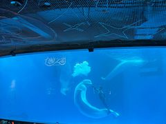-海合安成都极地海洋公园
