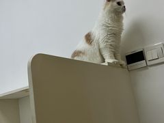 -关爱宠物医院·猫科中心·消化科(滨湖万达分院)