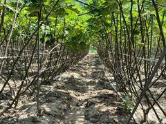 -武汉世外桃源农庄