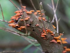 -墨尔本皇家植物园
