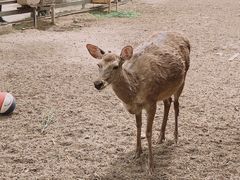 -安德鲁户外烧烤帐篷营地(马泉营店)