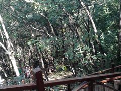 -大岭沟猕猴桃谷风景区