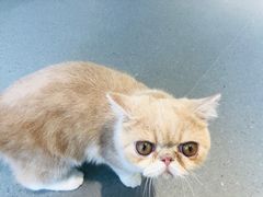 -飞行喵MR PILOT|猫舍·猫咖(静安大融城店)