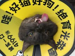 -瑞鹏宠物医院·骨外科·心肾科·肿瘤科(九亭店)