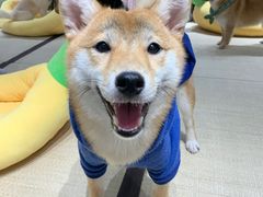 -逗柴咖啡屋·狗咖猫咖宠物桌游