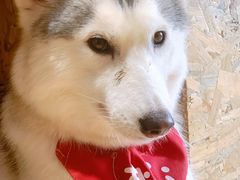 -Husky Go! 哈士奇体验馆·宠物咖啡厅狗咖