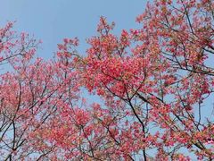 -天适樱花悠乐园