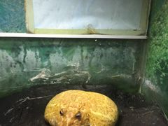 -上海大自然野生昆虫馆(东方明珠·爬宠昆虫探索中心)
