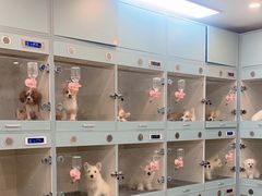 -萌宠之家·腊肠犬·马尔泰·小体犬舍