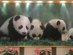 -成都驻京办餐厅(蜀都宾馆店)