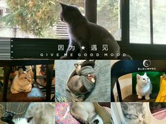 -李小姐の猫咖啡馆(五角场店)