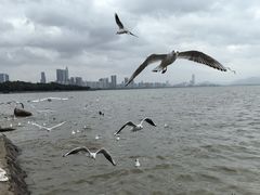 -深圳湾公园(南山区)