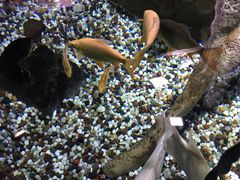 -迪拜水族馆及水下动物园