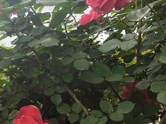 -玄武湖景区-情侣园游乐场