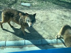 -北京野生动物园