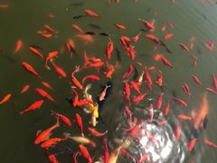 -石家庄市植物园