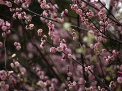 -白塘生态植物园