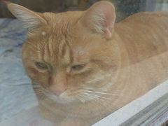 -宠福鑫康馨动物医院·骨科·眼科