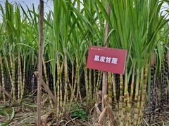 -汉长安城未央宫国家考古遗址公园